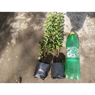 ổi kiểng lá nhỏ combo giá sỉ..................................