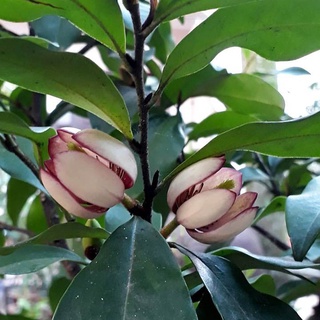 CÂY GIỐNG HOA LAN TIÊU