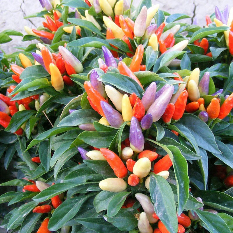 30h Hạt Giống Ớt Ngũ Sắc - TaNe Garden