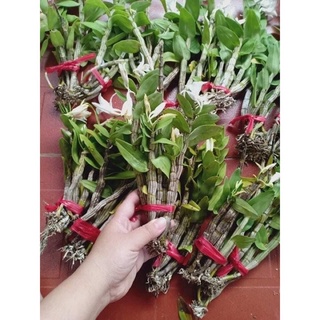 Hoa lan đột biến nhất điểm Hồng(1 bó hình cuối)