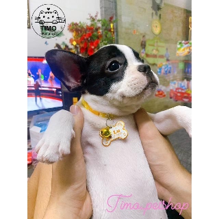 Chuông lục lạc cho chó mèo