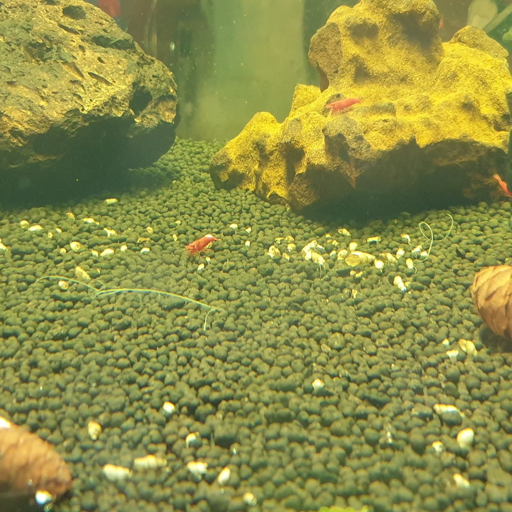 Diệt Ốc Hại Cho Hồ Cá Tép Hồ Thủy Sinh