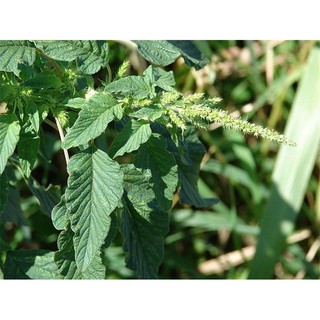 5gr - HẠT GIỐNG RAU DỀN CƠM