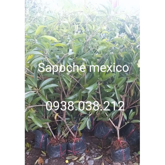 CÂY SAPOCHE MEXICO / HỒNG XIÊM MEXICO