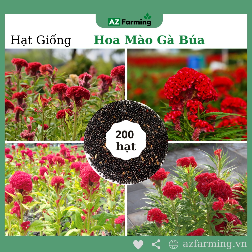 Hạt Giống Hoa Mào Gà Búa - Gói 300 Hạt - AZ Farming