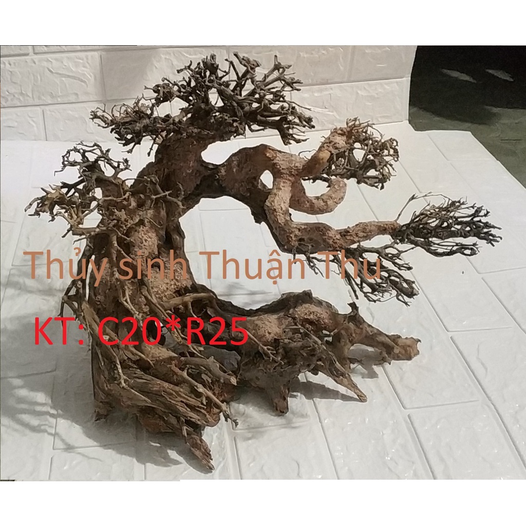 Lũa Bonsai Thủy Sinh nhiều size