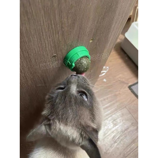 Catnip ball dán tường cho mèo mê mẩn xả stress- Đồ chơi hot tiktok