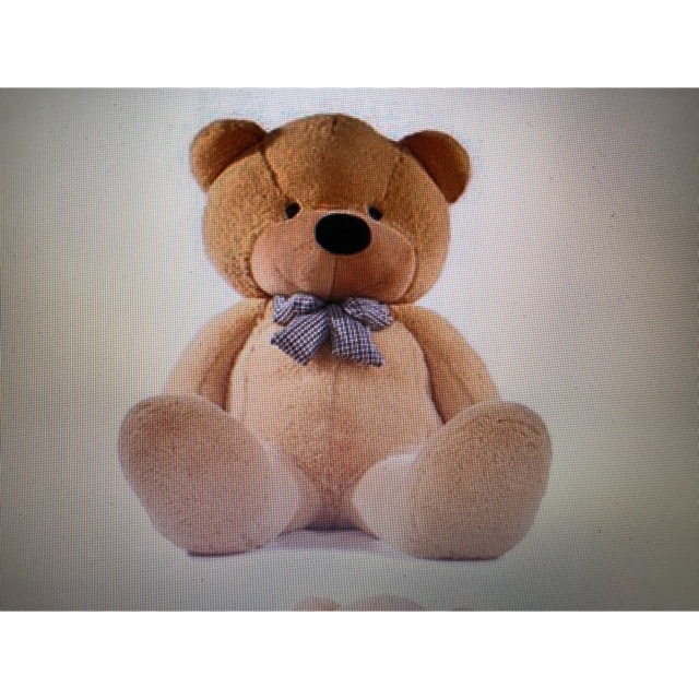 Gấu teddy 80cm