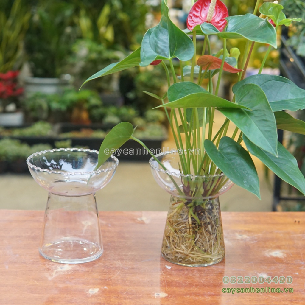 Ly thủy tinh trồng hoa thủy tiên, cây hoa cảnh thủy canh trong suốt siêu đẹp_Lọ thủy tinh trồng hoa thủy sinh