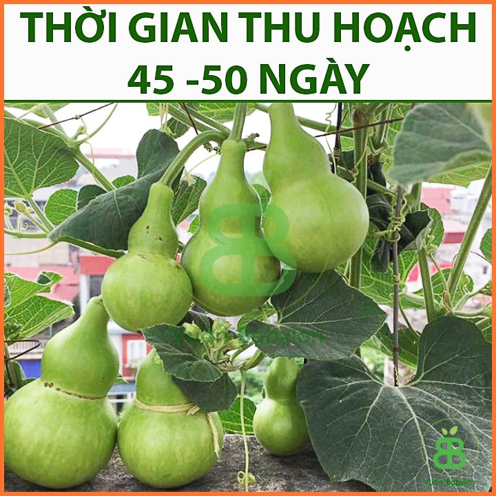 Hạt Giống Bầu Hồ Lô Năng Suất Cao