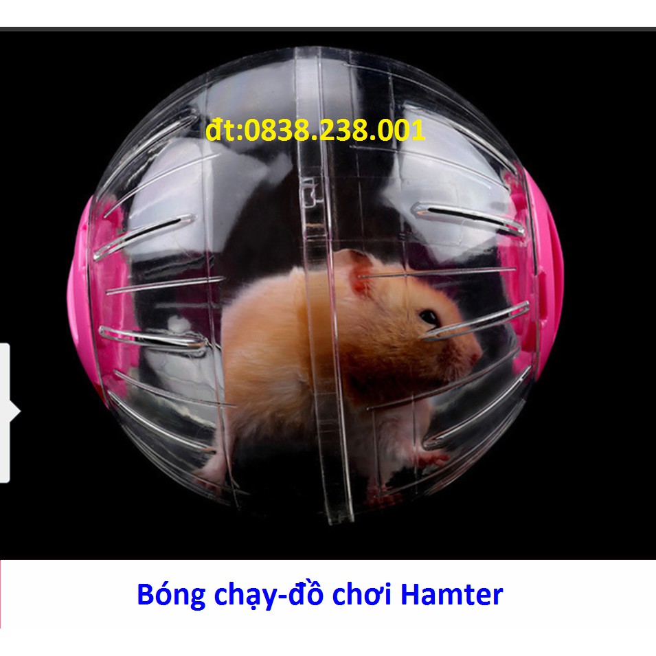 Hamter-bóng chạy hamter