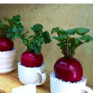 Hạt giống củ cải đỏ khổng lồ 10 hạt (TẶNG gói kích thích hỗ trợ hạt nảy mầm)