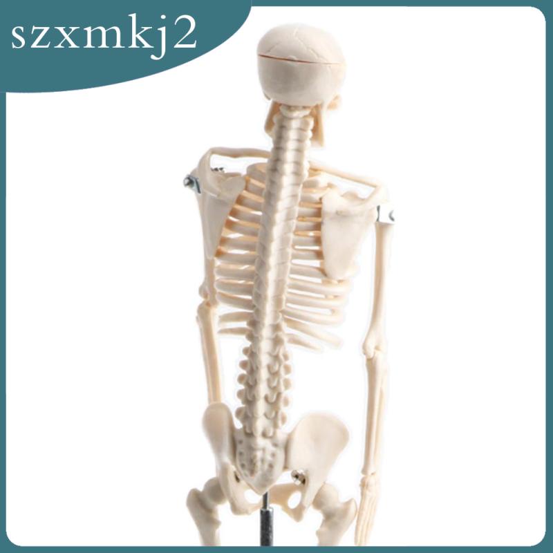 Mô Hình Xương Người Bằng PVC 42cm Zxmkj2