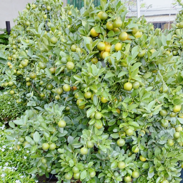 Cây Tắc Size Lớn