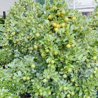 Cây Tắc Size Lớn