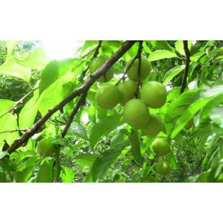 CÂY GIỐNG MƠ