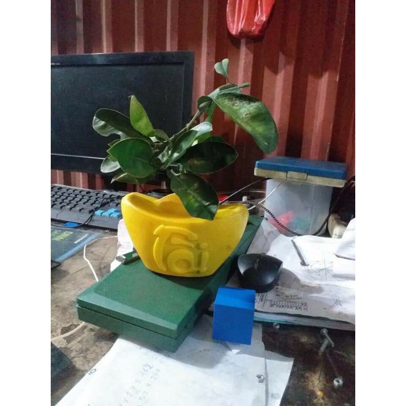 Khuân ép hình quả bưởi. lê.dưa .xoài