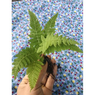 dương xỉ mini hàng thuần