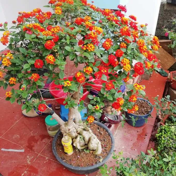 Hạt Giống Hoa Ngũ Sắc (gói 50 hạt, tặng phân)