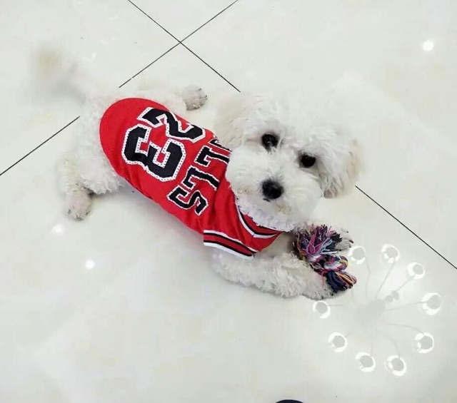 Áo thun lưới logo Bulls 23