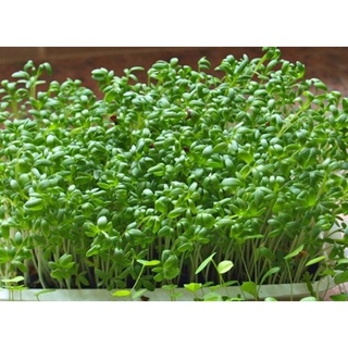 Hạt Giống rau Mầm cải xoong - Gói lớn nhiều hạt, Tặng gói kích nảy mầm