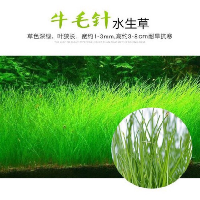 Hạt giống thủy sinh Ngưu mao chiên