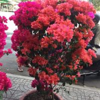 Giấy  màu siêu hoa