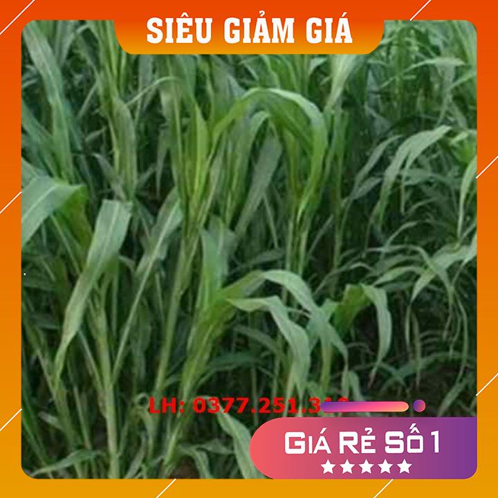 Hạt Giống Cỏ Voi Lai Không Lông Lá Mềm Năng Sất Cao Gói 1Kg - Cỏ Cao Lương Cỏ Chăn Nuôi Trâu, Bò, Dê, Ngựa, Cừu, Cá ...