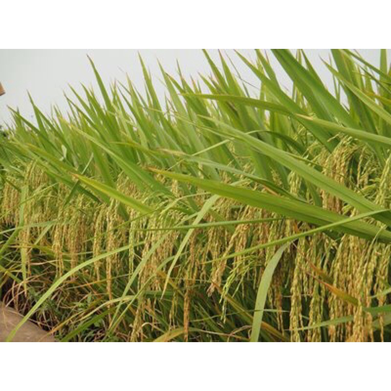 HẠT GIỐNG LÚA LAI 3 DÒNG THÁI XUYÊN 111 TÚI 1KG