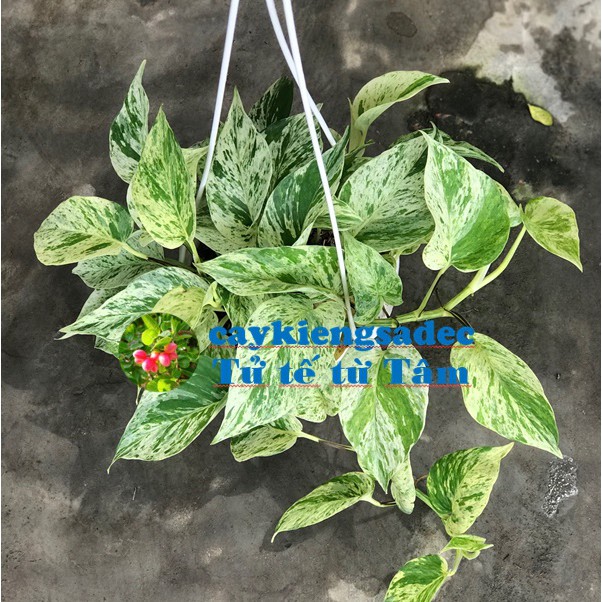 caykiengsadec - cây trầu bà sữa + tặng  phân bón-hoa kiểng lá-trang trí nội thất cảnh quan sân vườn ngoài trời