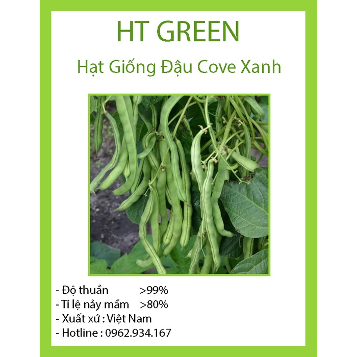 HẠT GIỐNG ĐẬU COVE XANH BỤI LÙN