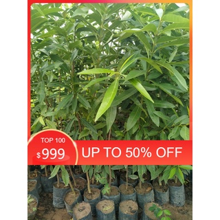 Sale 1 Cây vối nếp cao  1m khỏe, đẹp