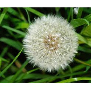 Hạt giống hoa bồ công anh