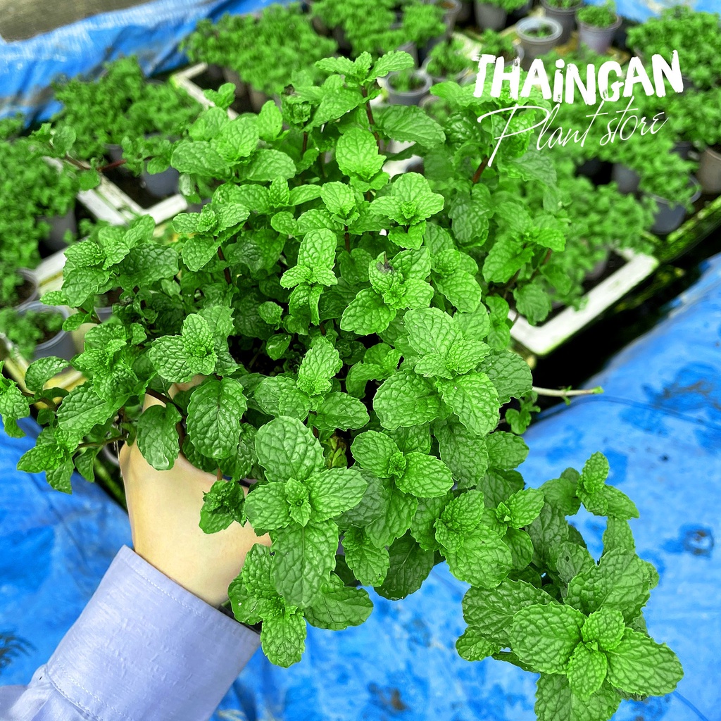 Cây Giống Húng Nhũi - Vườn Ươm Thái Ngân