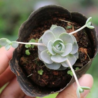 SEN ĐÁ DÙ TRÒN - SEN ĐÁ BUÔN MA THUỘT