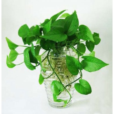 Cây Trầu Bà Leo