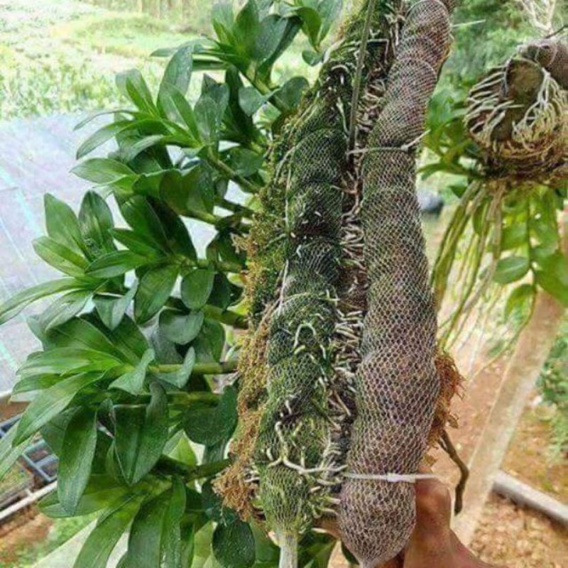 (Xả kho) 1KG Phân Dê Xử Lý Tuyệt Đối,khô dùng cho lan, sen đá , xương rồng, cây cảnh,rau sạch hữu cơ..