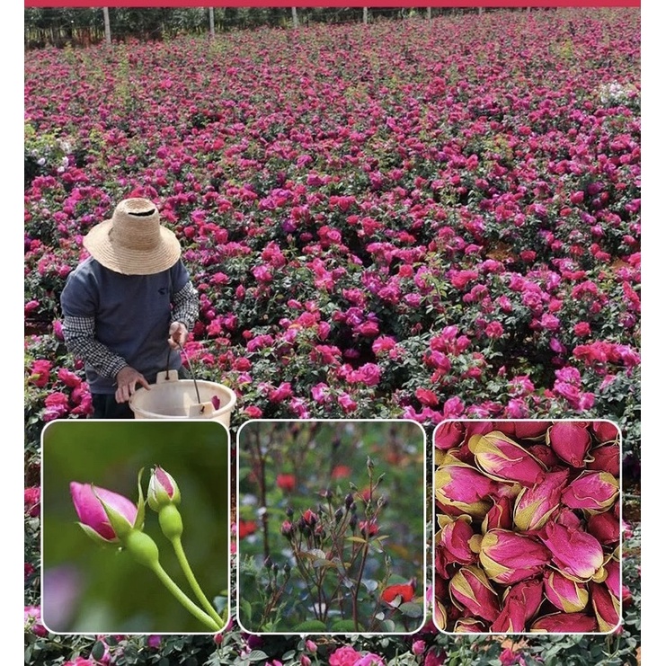Trà nụ hoa hồng Đà Lạt đẹp da, đẹp dáng, điều hoà nội tiết, giảm căng thẳng | Bột Natural