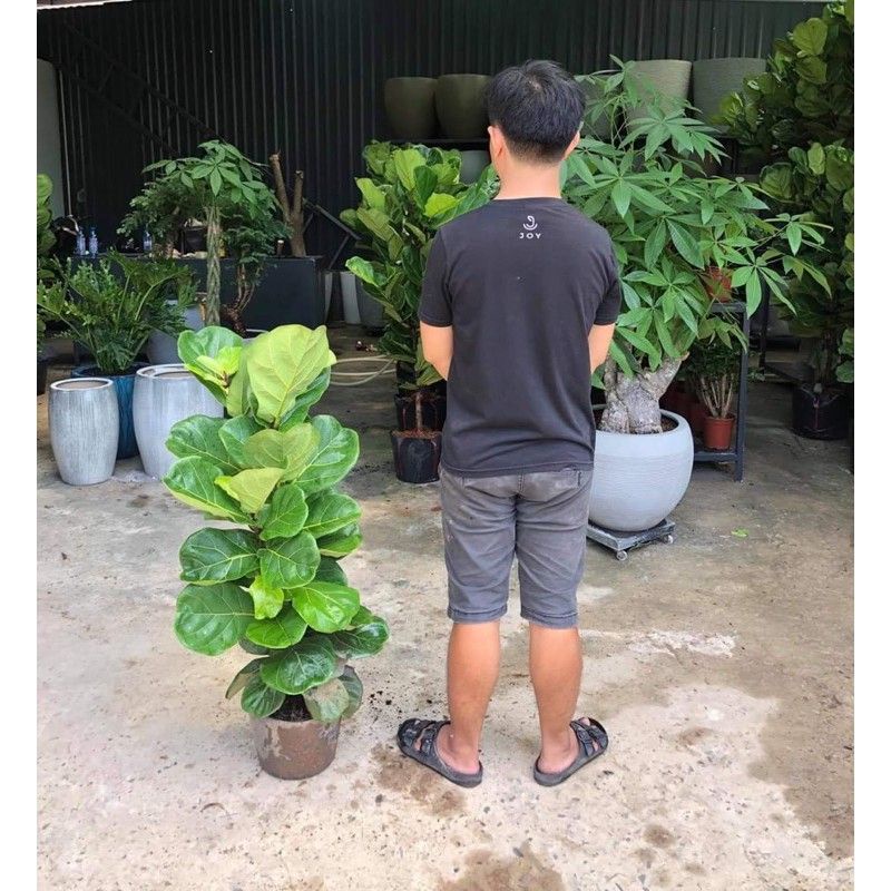 Cây Bàng Singapore