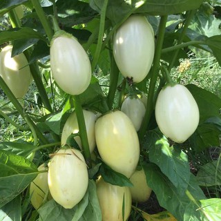 20 Hạt giống cà trứng ngỗng