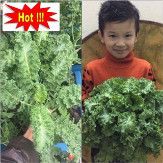 Hạt giống Cải Xoăn Xanh 0,5gram khoảng 10 hạt Hạt Giống Rau cải xoăn xanh Kale 20 hạt