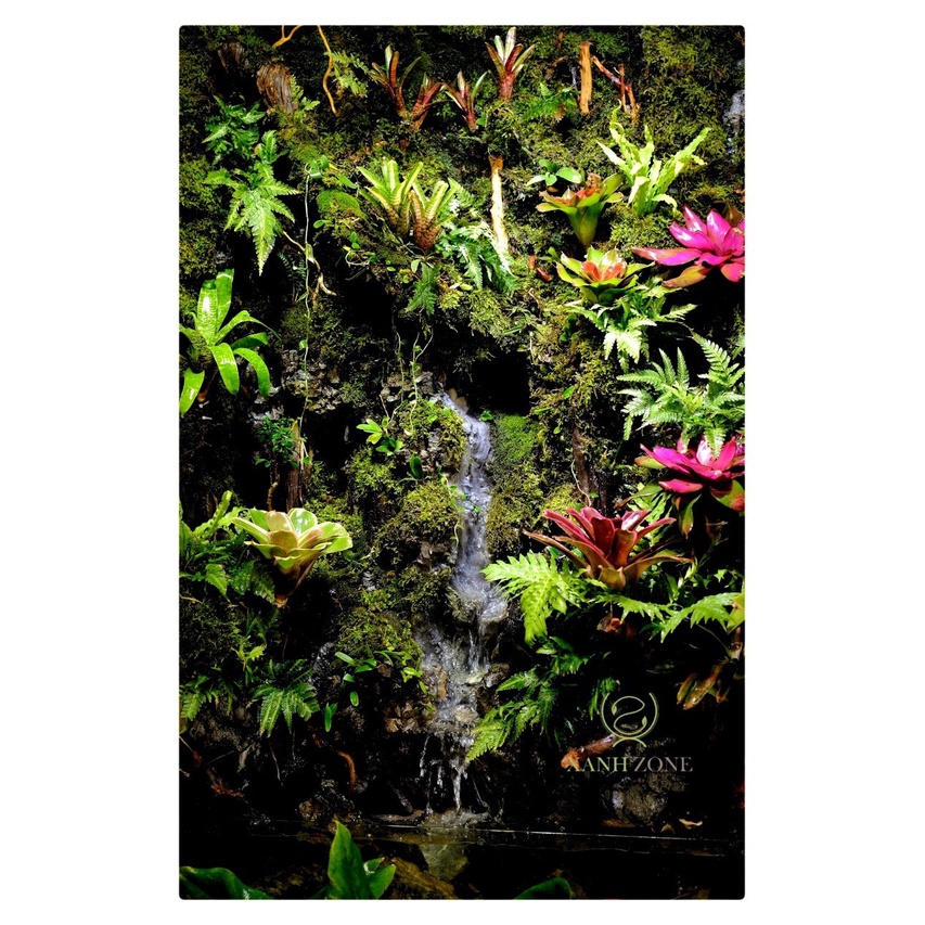 Đất kết dính, đất làm tường rêu, đất kết dính tạo tường rêu, làm tường rêu terrarium, bán cạn