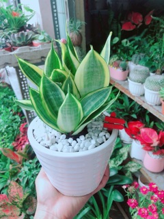 Chậu Lưỡi Hổ Thái