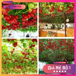 Hạt giống cà chua bạch tuột