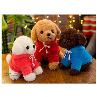 Chó Poople mặc áo hoodie
