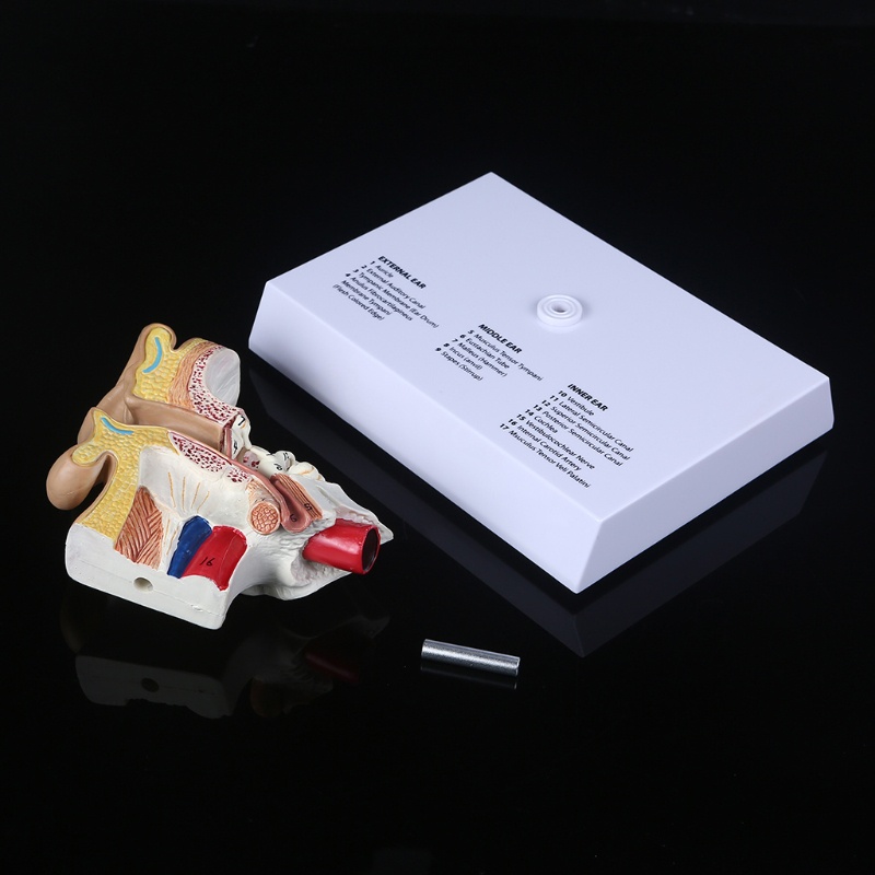 Mô Hình Tai Người Giảng Dạy Chuyên Nghiệp 1.5 Lần