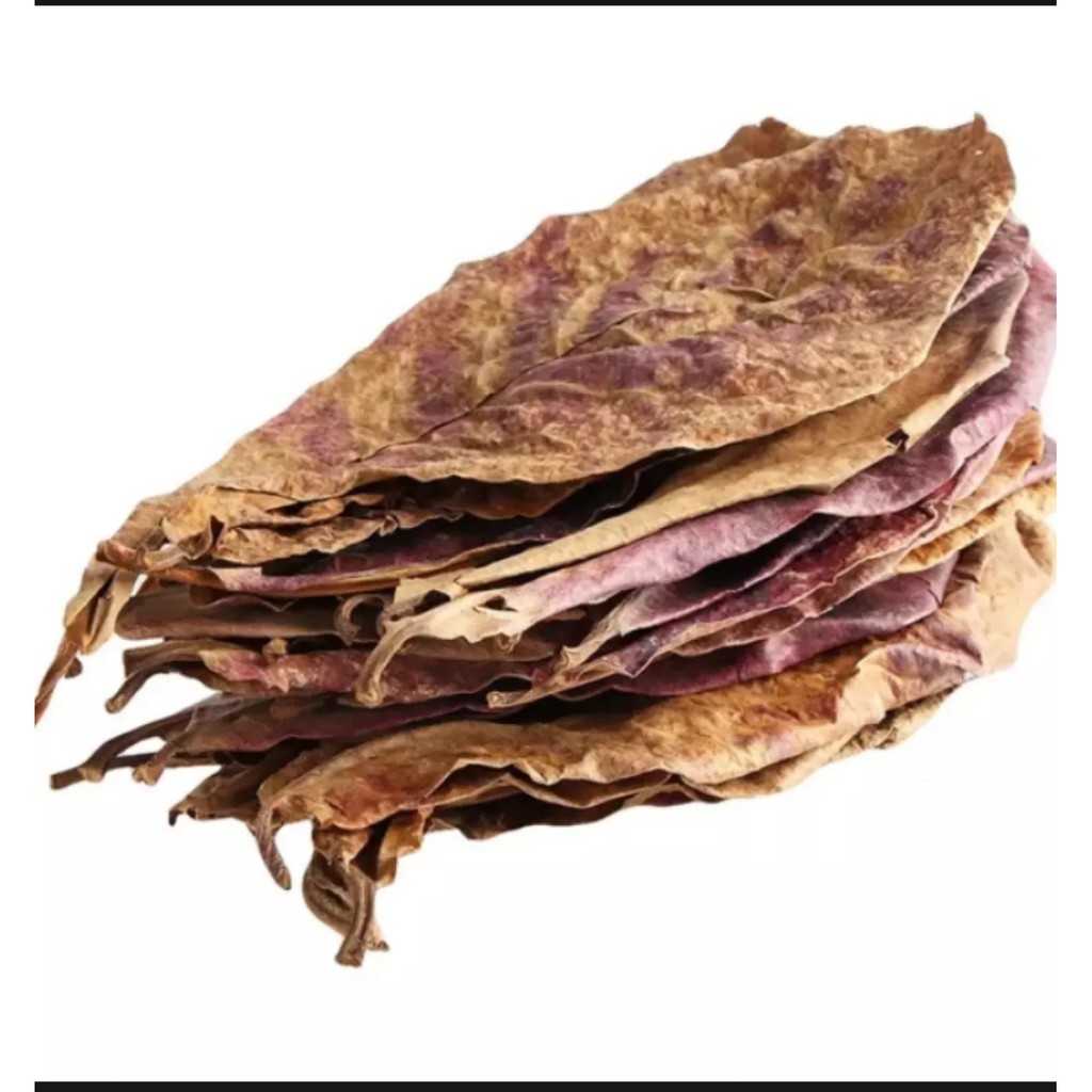 LÁ BÀNG KHÔ ( rụng tự nhiên )