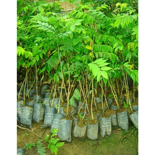 Cây giống Sưa Đỏ