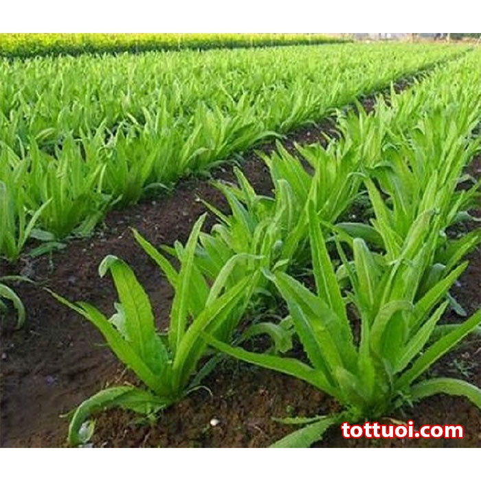 Hạt giống xà lách lá nhọn (rau diếp thơm) 10gr RADO 358 - rau củ quả trồng chậu, vườn dễ chăm sóc 10gr RADO 358