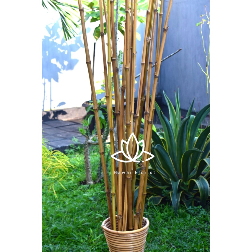 Set 10 cây tre tự nhiên 190cm chuyên dụng | BigBuy360 - bigbuy360.vn